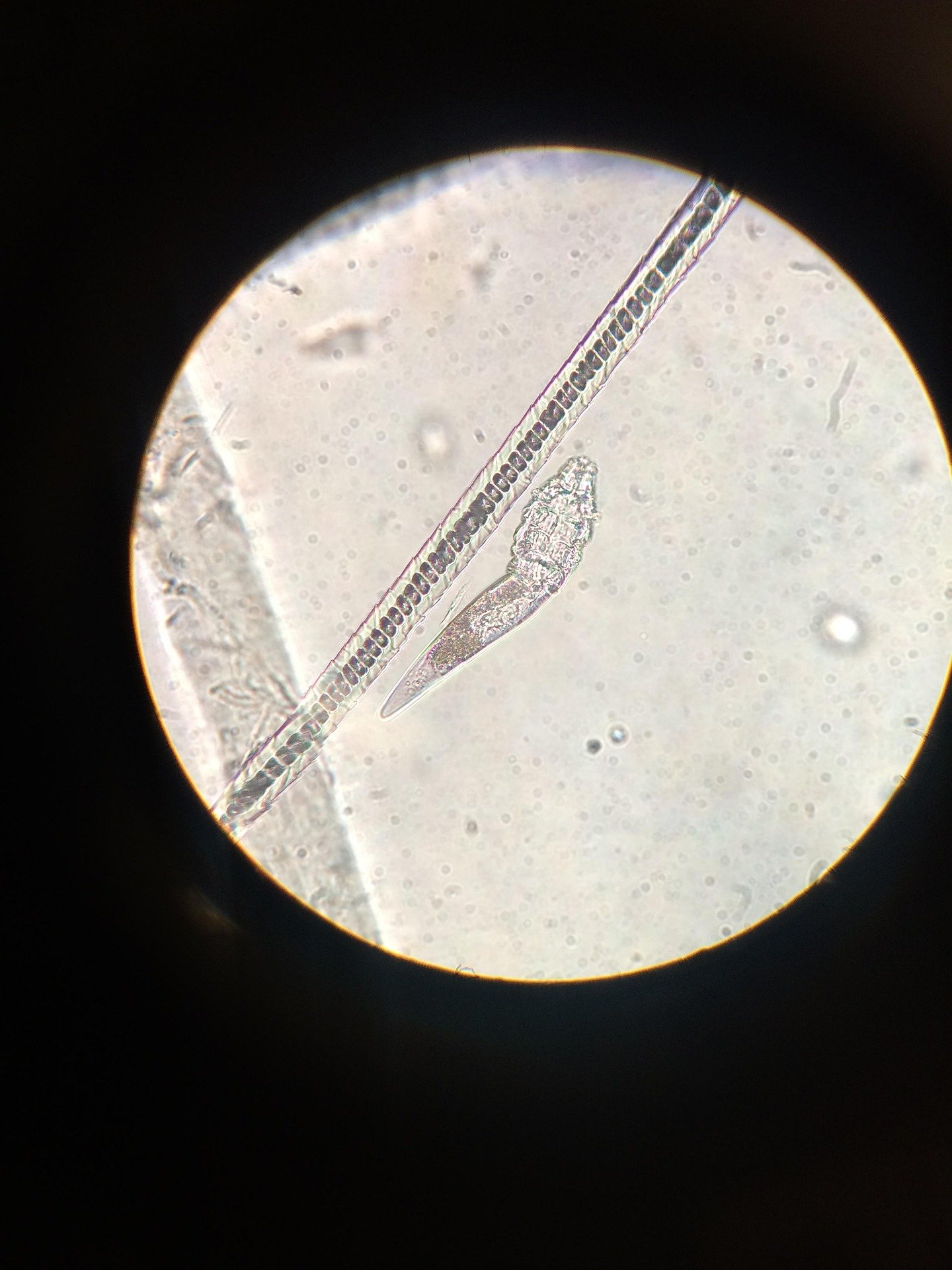 Servicio de Parasitología en CEIBIO S.A.C.